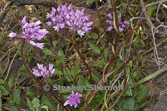 dichelostemma volubile 11 graphic